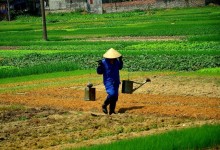 Farming / rice fields - photo by Renata Blonska
