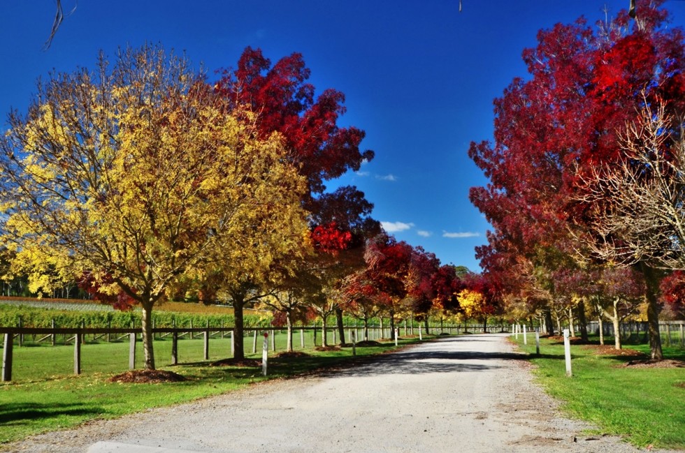 Southern Highlands of New South Wales, Australia - photo by Renata Blonska