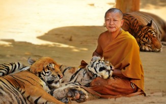 Buddhist Tiger Keeper in Kanchanaburi THAILAND - photo by Renata Blonska