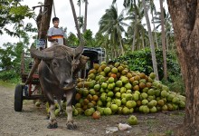 Coconut Plantation at Villa Escudero – photo by Renata Blonska