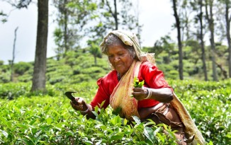 Sri Lankan tea pickers at work - photo by Renata Blonska