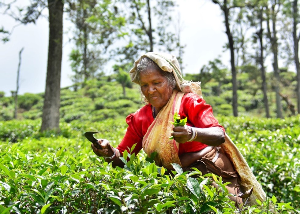 Sri Lankan tea pickers at work - photo by Renata Blonska